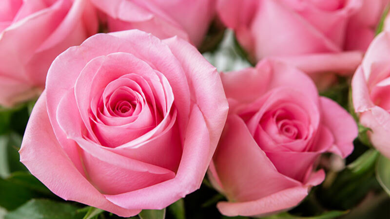 Everyday Flowers
